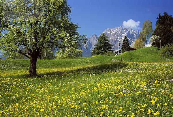 Blumenwiese Landschaftlich schön landschaftlich reizvoll Berg Landschaft Blüte Schweiz Zentralschweiz Kanton Luzern