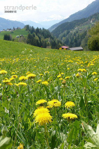 Landschaftlich schön landschaftlich reizvoll Berg Blume Botanik Natur Alpen Frühling Wiese Löwenzahn Schweiz Kanton Wallis