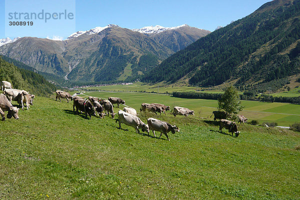 Hausrind Hausrinder Kuh Berg Alpen Wiese Schweiz Kanton Wallis