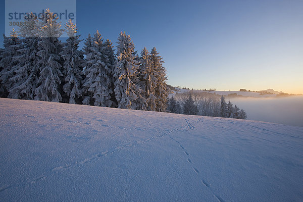 Winter Wald Holz immergrünes Gehölz Abenddämmerung Nadelbaum Tanne Schnee Schweiz Nebelmeer