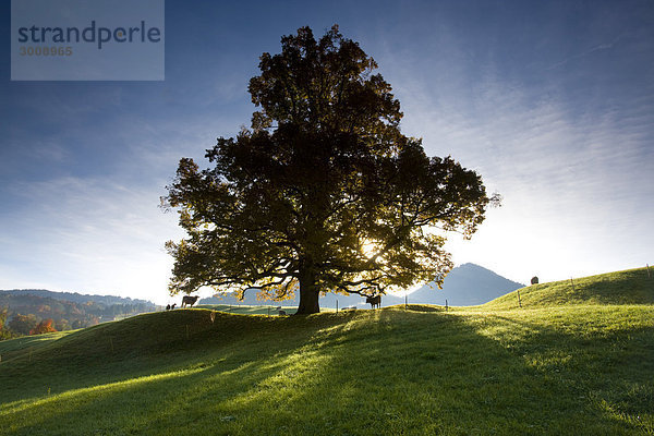 Hausrind Hausrinder Kuh Landschaftlich schön landschaftlich reizvoll Baum Landschaft Hügel 1 Herbst Wiese Gegenlicht Schweiz