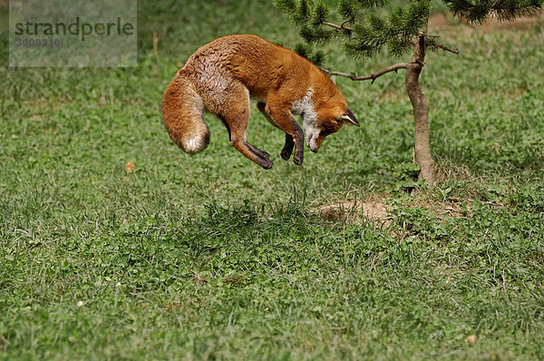 Rotfuchs Vulpes vulpes Tier Natur springen Jagd Wiese Außenaufnahme Gras