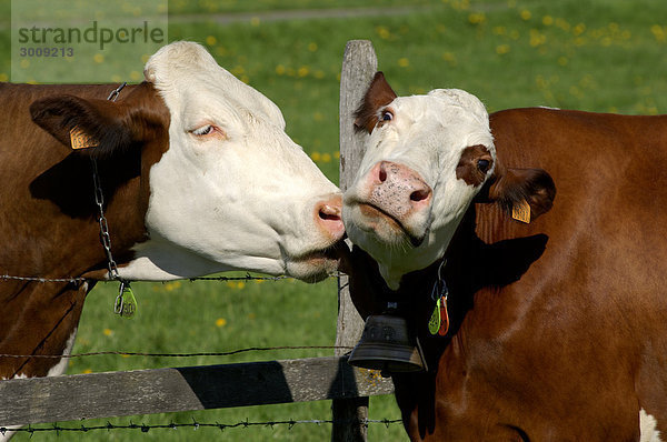 Kuh  Kühe  Vieh  Landwirtschaft  Viehbestand  Tier
