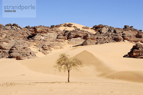 Einsam wächst ein Baum Akazie Acacia in der Wüste Akakus Libyen