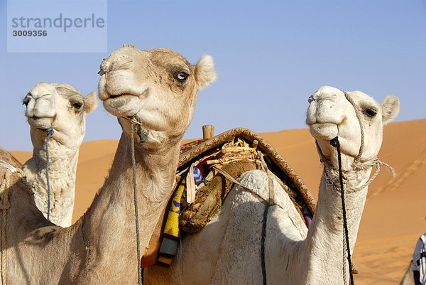 Drei Kamele schauen in eine Richtung Mandara Libyen