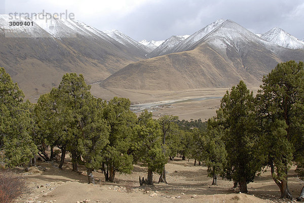 Wald aus alten Wacholder Juniperus Bäumen am Kloster Reting Tibet China