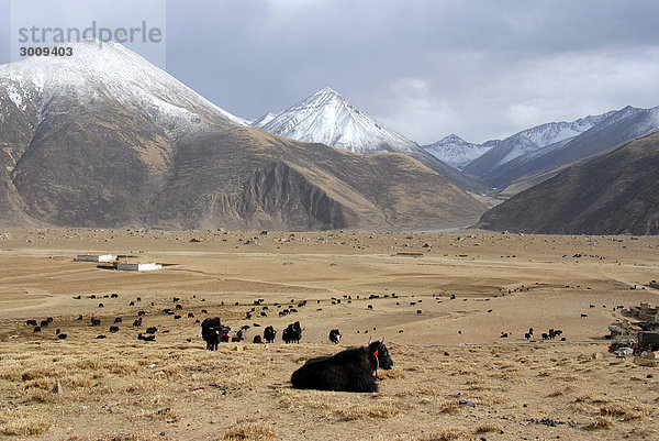 Yaks in weitem Tal und schneebedeckte Berge am Kloster Reting Tibet China
