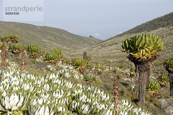 Endemischen Riesen-Greiskraut (Senecio keniodendron) und Lobelien Mackinder's Route Mount Kenia Nationalpark Kenia