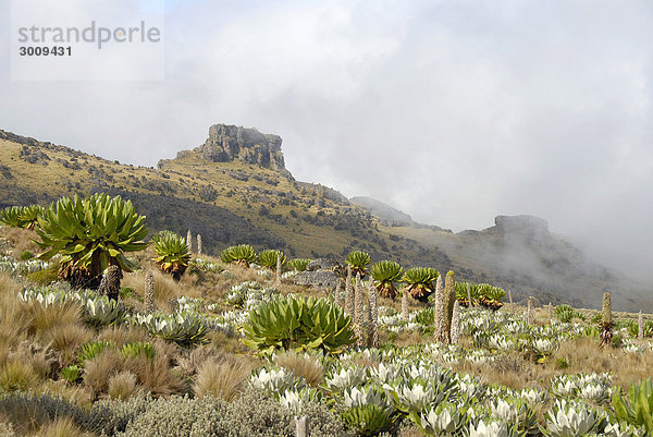 Endemisches Riesen-Greiskraut (Senecio keniodendron) und Lobelien vor Felsenbergen Mackinder's Route Mount Kenia Nationalpark Kenia