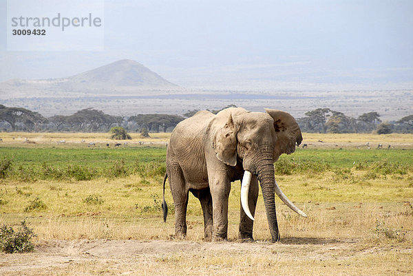 Großer Elefant mit großen Stoßzähnen Amboseli National Park Kenia
