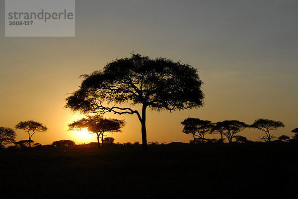 Bäume Akazien (Acacia) als Silhouetten im Sonnenaufgang Serengeti Nationalpark Tansania