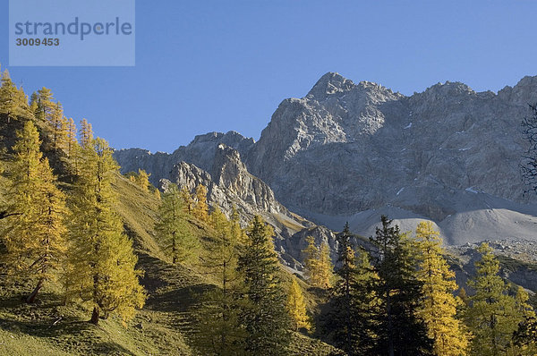 In der Eng Rissbachtal Tirol Österreich vom Weg zur Binsalm Blick über Lärchen auf den Hochglück