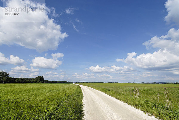 Kultiviertes Donauried bei Blindheim Bayerisch Schwaben Deutschland Feldweg Feldstrasse