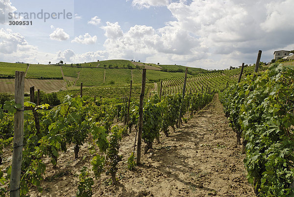 Bei Vinchio Langhe Provinz Asti Piemont Piemonte Italien