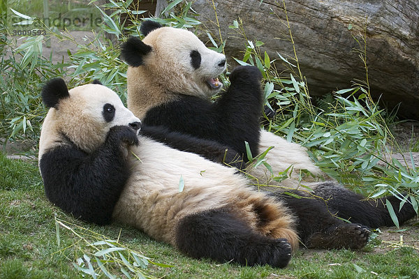 Panda Ailuropoda melanoleuca beim Fressen von Bambus Tierpark Schönbrunn Wien Österreich