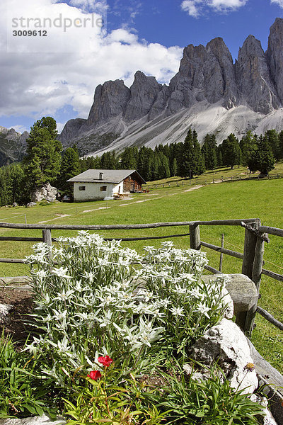 Blick von der Glatsch Alm über Edelweiß Leontopodium alpinum in einem Blumentrog auf die Geisler Spitzen Südtirol Italien