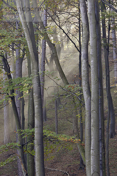 Sonne scheint in einen Buchenwald im Nebel Hocheck Niederösterreich