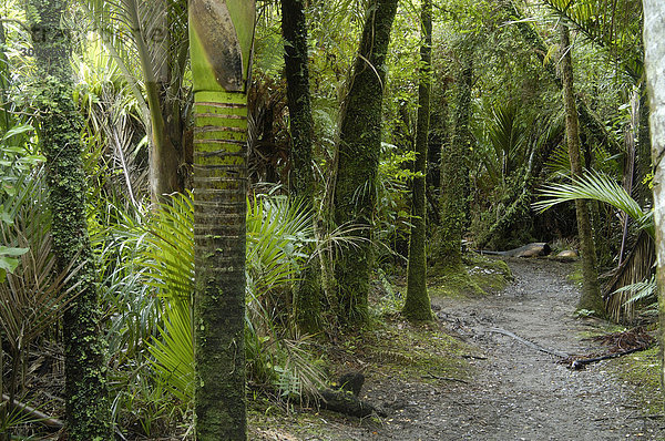 Baumfarne  Pororari Flußwanderweg  Paparoa NP  Südinsel  Neuseeland