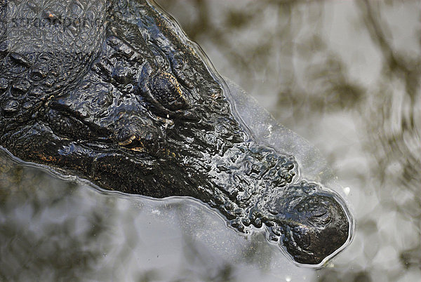 Amerikanischer Alligator (Alligator mississippiensis) im Vergnügungspark Gatorland  Orlando  Florida  USA