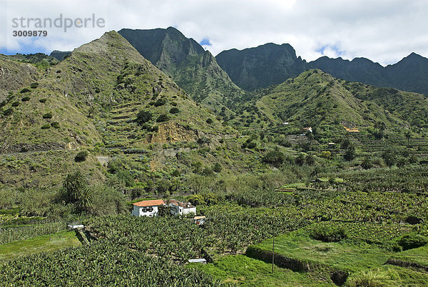 Bananen-Plantagen im Tal von Hermigua  Insel La Gomera  Kanarische Inseln  Spanien  Europa Insel La Gomera