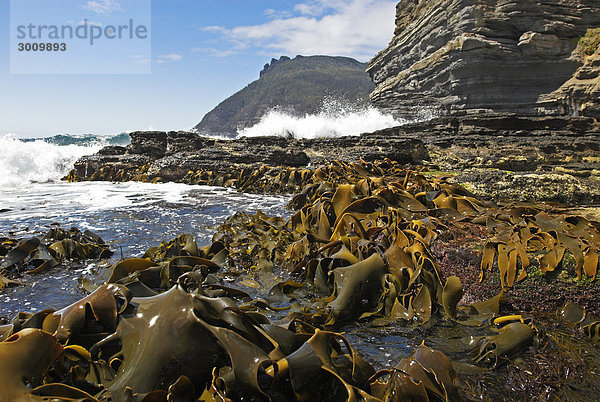 Bucht vor dem Bishop Mountain  Maria Island Nationalpark  Tasmanien  Australien