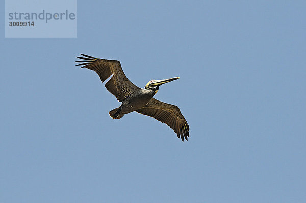 Pelikan im Flug  Halbinsel Nicoya  Costa Rica  Mittelamerika