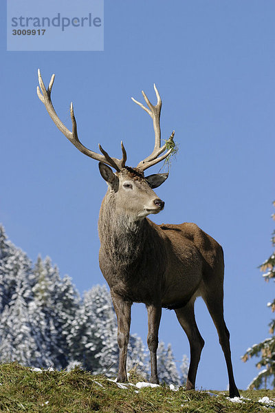 Rothirsch (Cervus elaphus)  Österreich  Europa