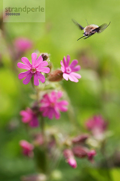 Grosser Wollschweber (Bombylius major)  im Flug über Roter Lichtnelke (Silene dioica)  Zapechova  Weiße Karpathen  Bile Karpaty  Naturschutzgebiet  Slowakei  Europa