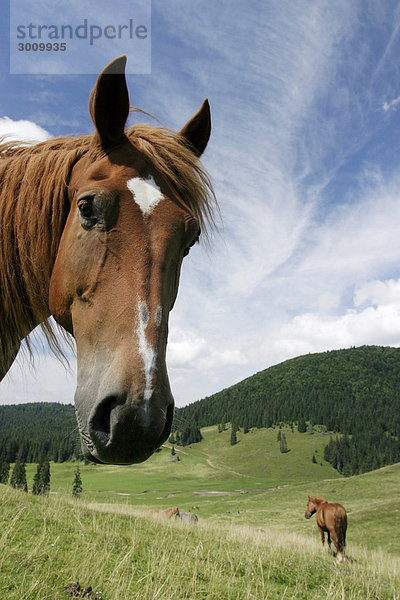 Pferde  Poiana Ponor  Bihor-Gebirge  Parcul Natural Apuseni  Rumänien  Europa