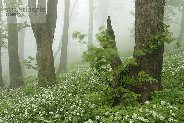 Javorina Nationale Wildnis-Region  Weiße Karpaten  Naturschutzgebiet  Bile Karpaty  Südmähren  Tschechische Republik  Europa