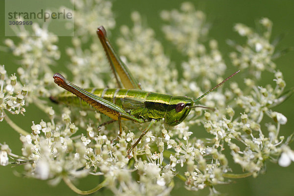 Heuschrecke auf Dolde