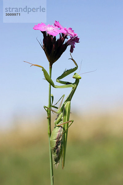 Europäische Gottesanbeterin (Mantis religiosa)  Biely vrch  naturgeschützte Landschaftsregion Weiße Karpaten  Bile Karpaty  Slowakei  Europa