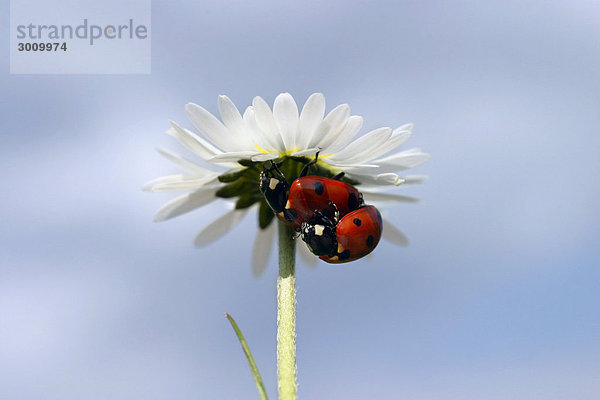 Siebenpunkt-Marienkäfer (Coccinella septempunctata) auf Gänseblümchen (Bellis perennis)  Sidonie  Naturschutzgebiet Weiße Karpaten  Bile Karpaty  Mähren  Tschechische Republik  Europa