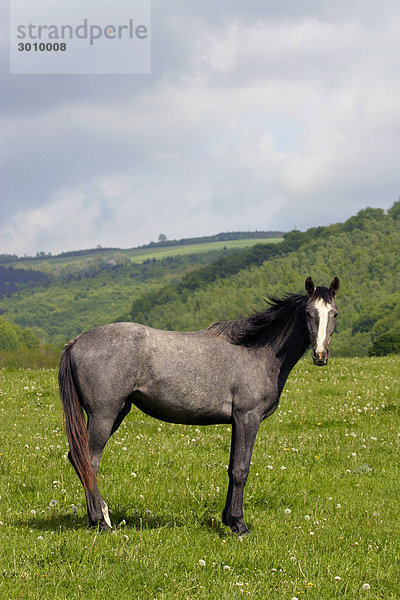 Hauspferd (Equus caballus)  Brumov-Bylnice  Brumow-Bilnitz  BÌlÈ Karpaty  Weiße Karpaten Naturschutzgebiet  Mähren  Tschechien  Mitteleuropa