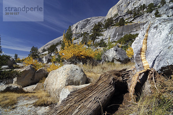 Landschaft mit herbstlich verfärbten jungen Espen und strukturiertem Totholz vor Granitfelsen  Yosemite National Park  Kalifornien  USA  Nordamerika