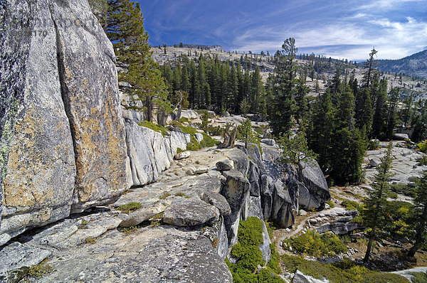 Typische Landschaft mit Granitfelsen  und Pinienwald am Olmsted Point Yosemite NP  Kalifornien  USA  Nordamerika