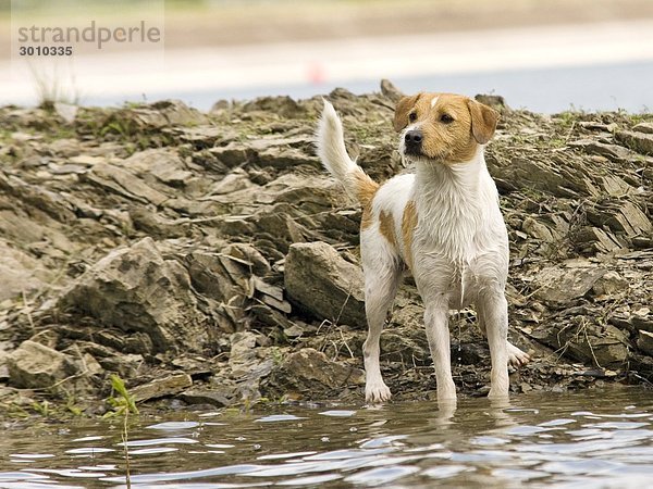 Hund steht an einem Ufer