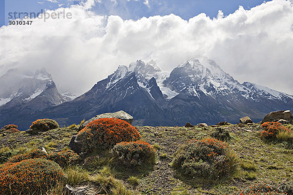 Rote Polsterpflanze (Anarthrophyllum desideratum) und dahinter die Berge der Torres del Paine  Torres del Paine Nationalpark  Patagonien  Chile  Südamerika