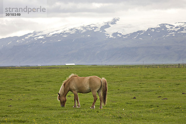 Islandpferd und im Hintergrund der Eyafjallajökull  Island
