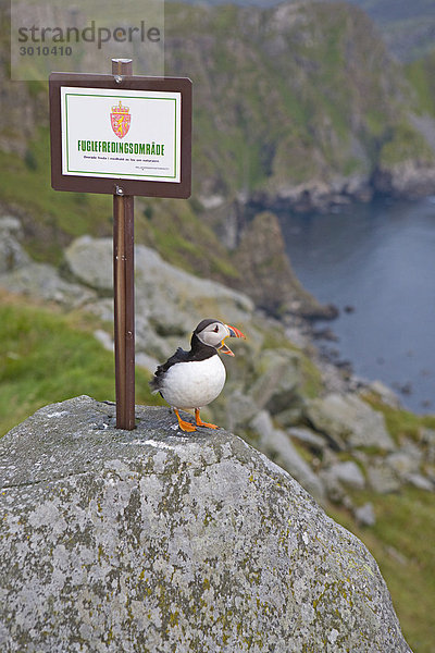 Papageitaucher (Fratercula arctica)neben Schild mit Afschrift Naturschutzgebiet  Runde  M¯re og Romsdal  Norwegen