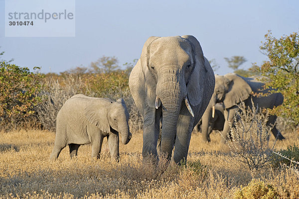 Elefant (Loxodonta africana) mit Jungtier  Etosha Nationalpark  Namibia  Afrika