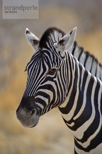 Porträt eines Burchell's Zebras (Equus burchelli)  Etosha Nationalpark  Namibia  Afrika equus burchelli  Zebra
