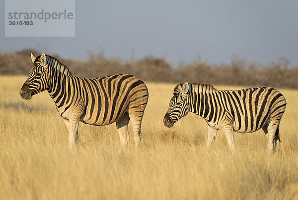 Burchell's Zebras (Equus burchelli)  Etosha Nationalpark  Namibia  Afrika