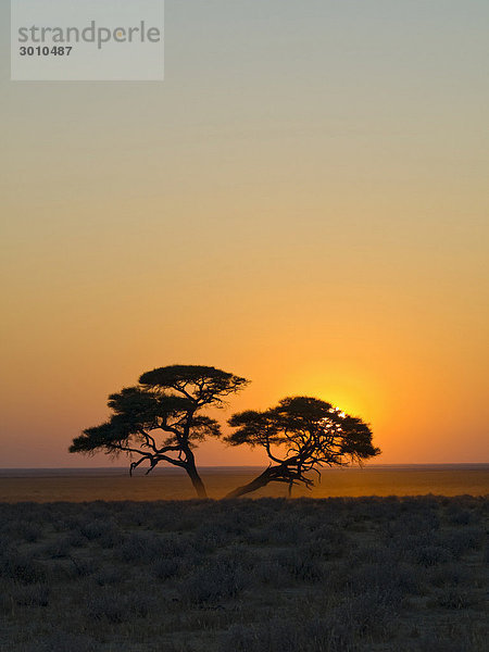 Schirmakazie (Acacia tortilis) bei Sonnenaufgang  Etosha Nationalpark  Namibia  Afrika