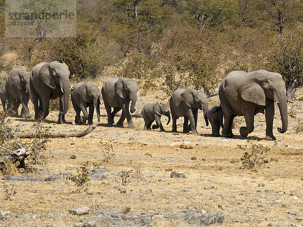 Elefantenfamilie (Loxodonta africana) auf dem Weg zum Moringa-Wasserloch in Halali  Etosha Nationalpark  Namibia  Afrika