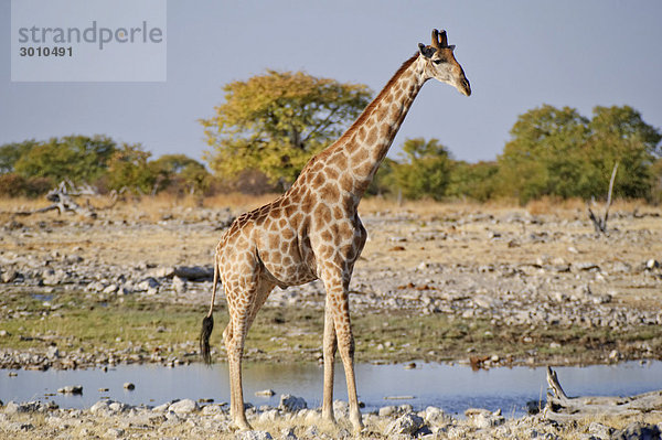 Giraffe (Giraffa camelopardalis) am Goas-Wasserloch  Etosha Nationalpark  Namibia  Afrika