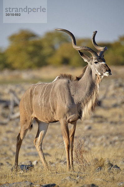 Männliches Großes Kudu (Tragelaphus strepsiceros) am Goas-Wasserloch  Etosha Nationalpark  Namibia  Afrika