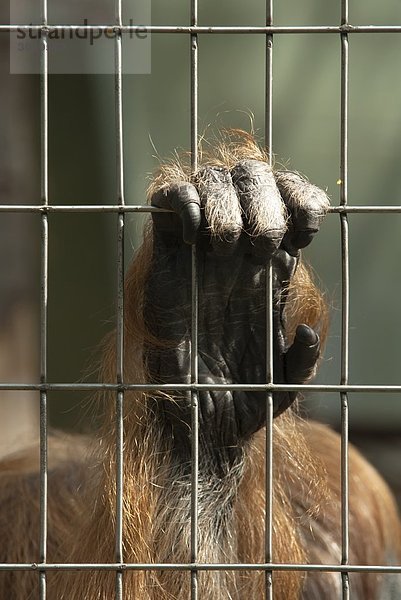 Affenhand durch Gitter greifend  Frankfurter Zoo  Deutschland