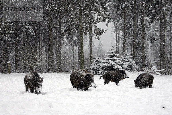Wildschwein-Überläufer im winterlichen Wald bei Schneetreiben (Sus scrofa)