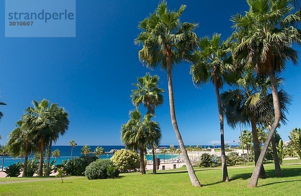 Badestrand in Puerto Rico mit Wiese und Palmen im Vordergrund  Gran Canaria  Kanarische Inseln  Spanien